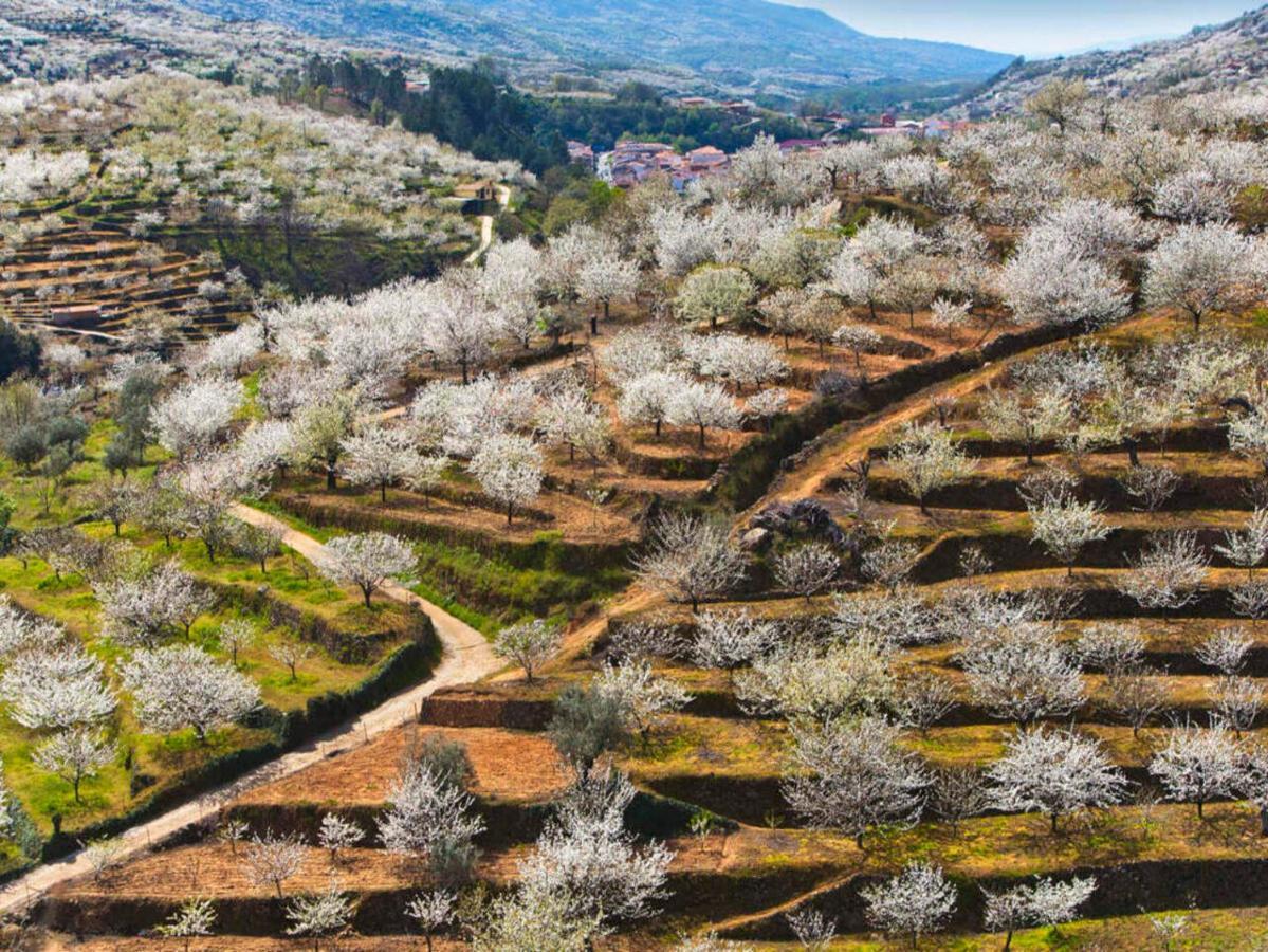 Aroma De Primavera En Casas Rurales Acebuche Casas del Monte Exterior foto